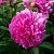 Пион ФЕЛИКС КРАУССЕ травянистый в Астрахани