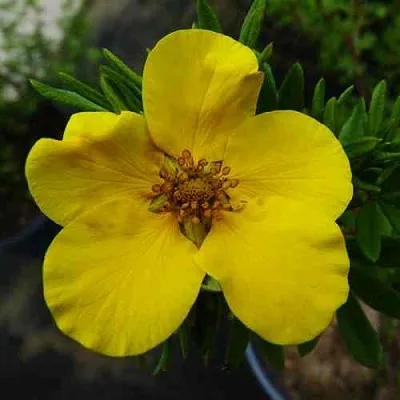 Лапчатка ГОЛДФИНГЕР кустарниковая  Лапчатка ГОЛДФИНГЕР кустарниковая в Астрахани