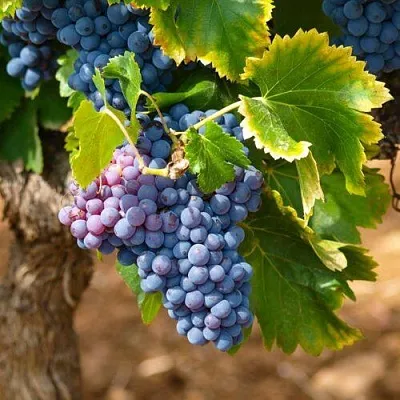 Виноград ЗИЛГА  Виноград ЗИЛГА в Астрахани