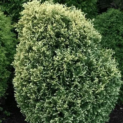 Туя ЛИТОМИШИЛ западная  Туя ЛИТОМИШИЛ западная в Астрахани