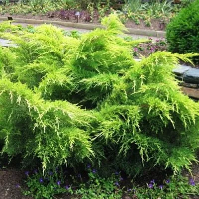 Можжевельник ГОЛД КОСТ средний  Можжевельник ГОЛД КОСТ средний в Астрахани