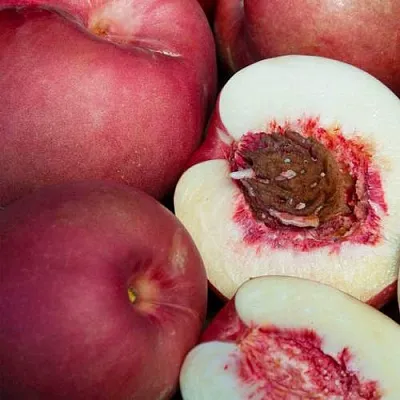 НЕКТАПЛЮМ  НЕКТАПЛЮМ в Астрахани