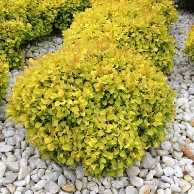 Барбарис БОНАНЗА ГОЛД тунберга в Астрахани