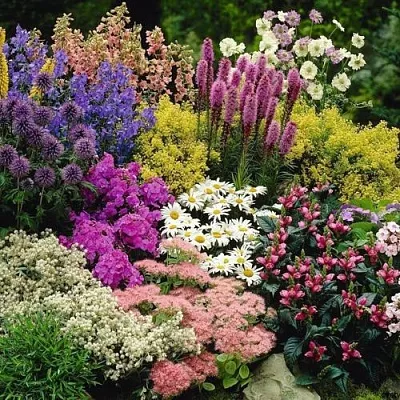 Многолетние растения в Астрахани