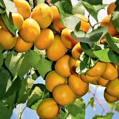 Абрикос БРЯНСКИЙ РАННИЙ в Астрахани