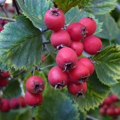 Боярышник АРНОЛЬДА  Боярышник АРНОЛЬДА в Астрахани