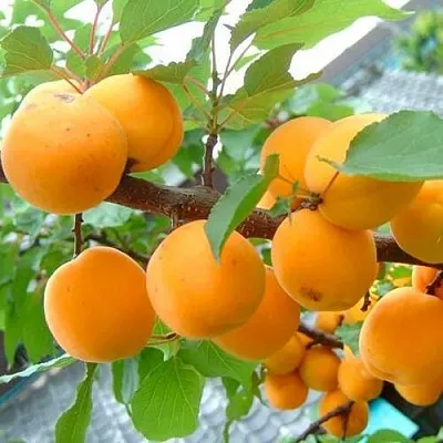 Абрикос ОРИГИНАЛ в Астрахани