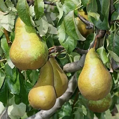 Груша САПФИРА колонновидная в Астрахани