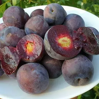 Сливово-вишневый гибрид МЕЙНОР  Сливово-вишневый гибрид МЕЙНОР в Астрахани