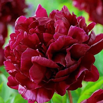 Пион АРМАНИ травянистый  Пион АРМАНИ травянистый в Астрахани