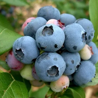 Голубика КОЛЛИНЗ в Астрахани