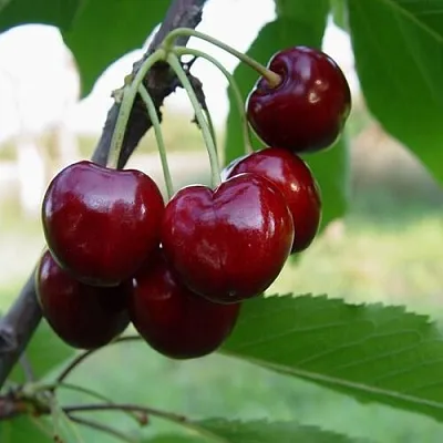 Черешня СТЕЛЛА  Черешня СТЕЛЛА в Астрахани