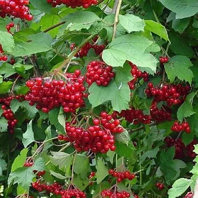 Калина КОМПАКТУМ  Калина КОМПАКТУМ в Астрахани