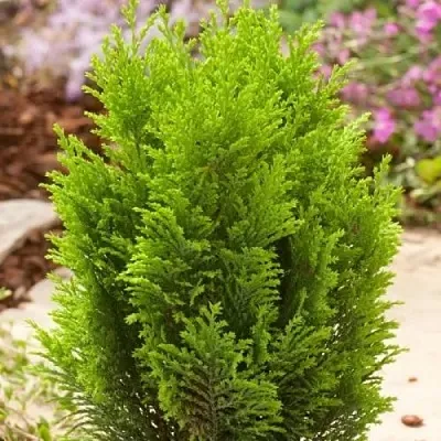 Кипарисовик ЭЛВУДИ ГОЛД лавсона  Кипарисовик ЭЛВУДИ ГОЛД лавсона в Астрахани