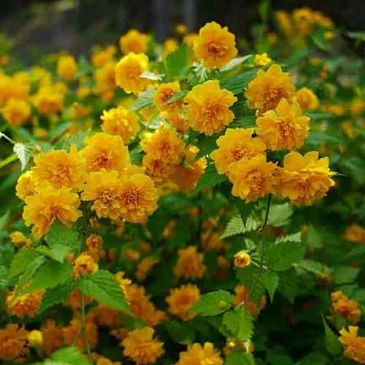 Керрия японская ПЛЕНИФЛОРА  Керрия японская ПЛЕНИФЛОРА в Астрахани