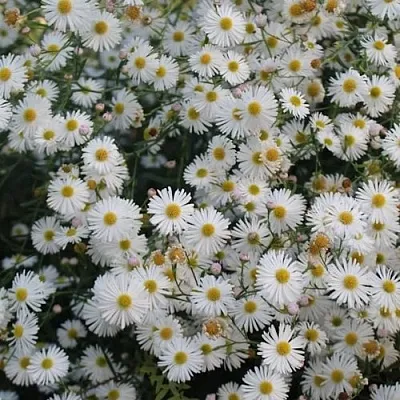Болтония СНОУБЭНК  Болтония СНОУБЭНК в Астрахани