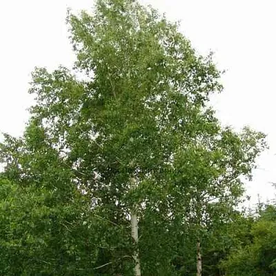 Береза бородавчатая  Береза бородавчатая в Астрахани