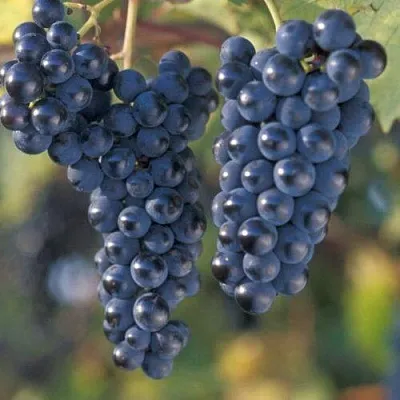 Виноград МАРКЕТТ  Виноград МАРКЕТТ в Астрахани