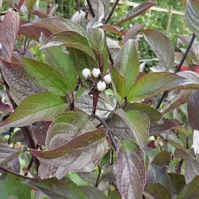 Дерен КЕССЕЛЬРИНГИ  Дерен КЕССЕЛЬРИНГИ в Астрахани