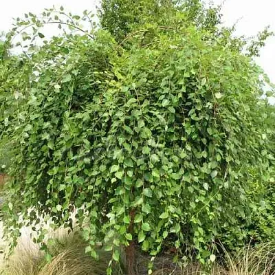 Береза САММЕР КАСКАД черная  Береза САММЕР КАСКАД черная в Астрахани