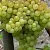 Виноград КИШМИШ 342 в Астрахани