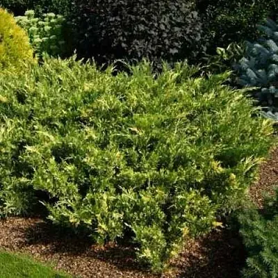 Можжевельник ВАРИЕГАТА казацкий  Можжевельник ВАРИЕГАТА казацкий в Астрахани