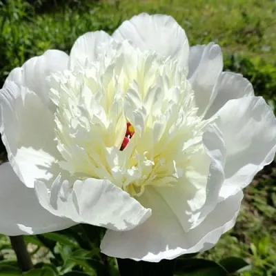 Пион ИММАКУЛИ травянистый  Пион ИММАКУЛИ травянистый в Астрахани