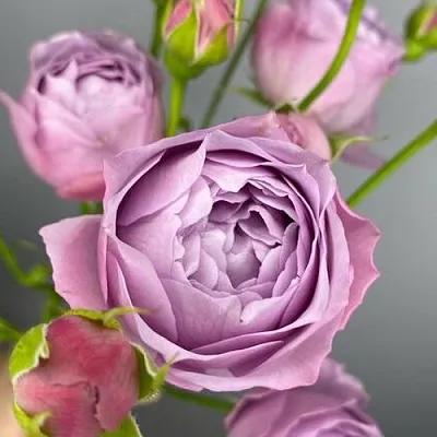 Саженцы роз ЛАВЕНДЕР БАБЛС спрей  Саженцы роз ЛАВЕНДЕР БАБЛС спрей в Астрахани