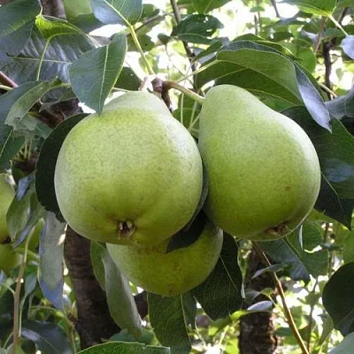 Груша МАСЛЯНИСТАЯ ЛЕТНЯЯ в Астрахани