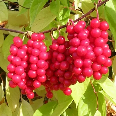 Лимонник в Астрахани