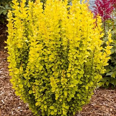 Барбарис ГОЛДЕН ТОРЧ тунберга в Астрахани