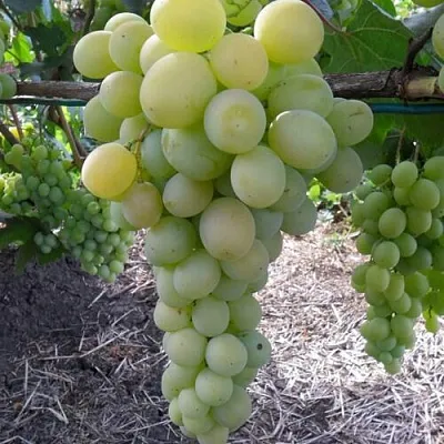 Виноград ФРУМОАСА АЛБЭ в Астрахани