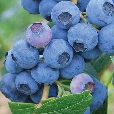 Голубика ЭРЛИБЛЮ в Астрахани