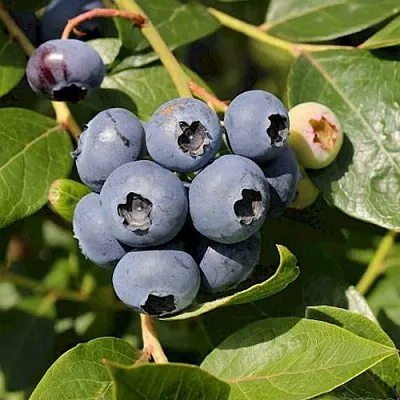 Голубика ШАНТЕКЛЕР в Астрахани