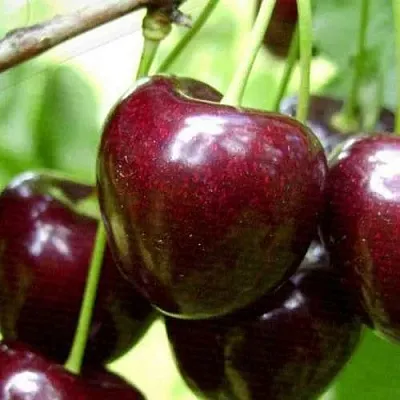 Черешня РОССОШАНСКАЯ КРУПНАЯ  Черешня РОССОШАНСКАЯ КРУПНАЯ в Астрахани