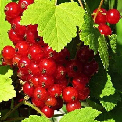 Смородина красная ГАЗЕЛЬ  Смородина красная ГАЗЕЛЬ в Астрахани