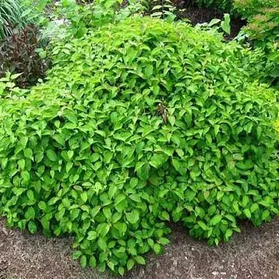 Дерен КЕЛСЕИ шелковистый   Дерен КЕЛСЕИ шелковистый  в Астрахани