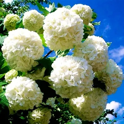 Калина БУЛЬДЕНЕЖ — описание сорта Калина БУЛЬДЕНЕЖ в Астрахани