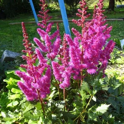 Астильба ЭЛИЗАБЕТ ВАН ВИН японская  Астильба ЭЛИЗАБЕТ ВАН ВИН японская в Астрахани