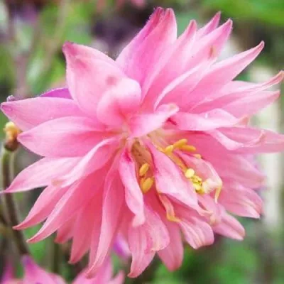 Аквилегия БАРЛОУ ПИНК гибрид МакКаны — описание сорта Аквилегия БАРЛОУ ПИНК гибрид МакКаны в Астрахани