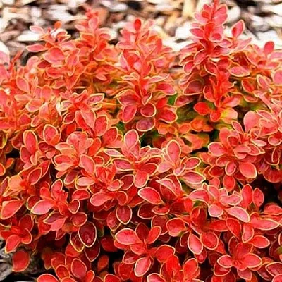 Барбарис КОРАЛ тунберга в Астрахани