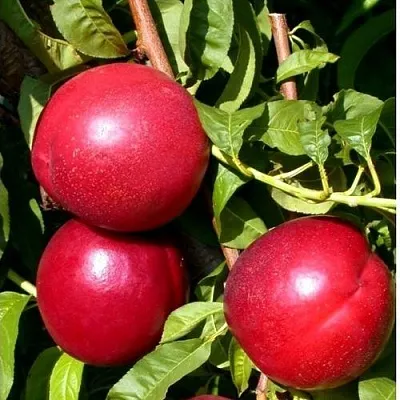 Нектарин ХАРКО  Нектарин ХАРКО в Астрахани