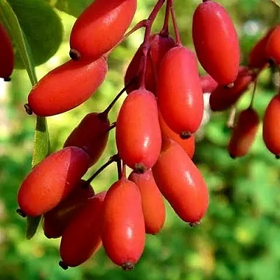 Кизил в Астрахани