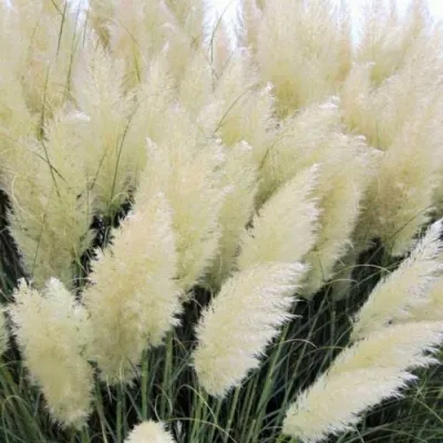 Кортадерия белая (пампасная трава) в Астрахани