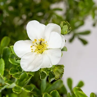 Лапчатка СНОУБЕРД кустарниковая  Лапчатка СНОУБЕРД кустарниковая в Астрахани