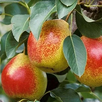 Груша ГОРНАЯ КРАСАВИЦА в Астрахани