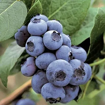 Голубика ПАТРИОТ в Астрахани