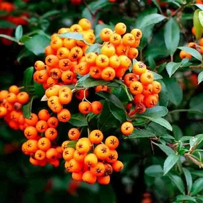 Пираканта ОРАНЖ ГЛОУ  Пираканта ОРАНЖ ГЛОУ в Астрахани