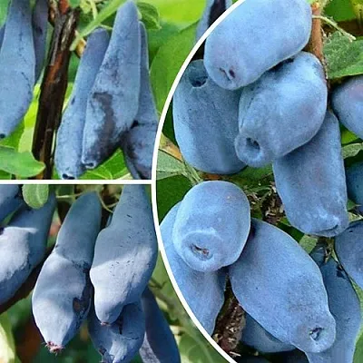 Комплект СИЯНИЕ ГЛАЗ в Астрахани