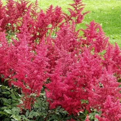 Астильба СКАЙСКРЕЙПЕР китайская  Астильба СКАЙСКРЕЙПЕР китайская в Астрахани